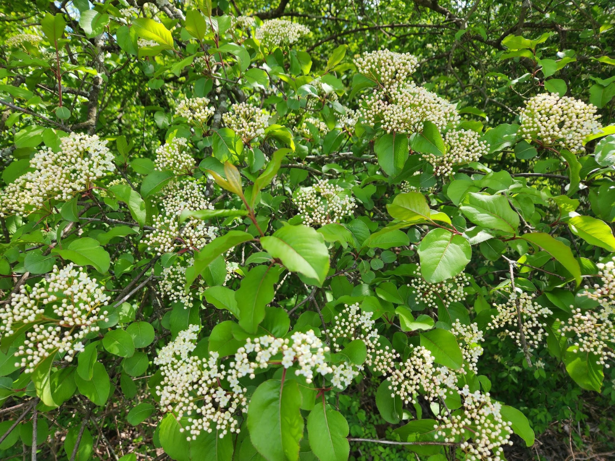 Blackhaw Viburnum
