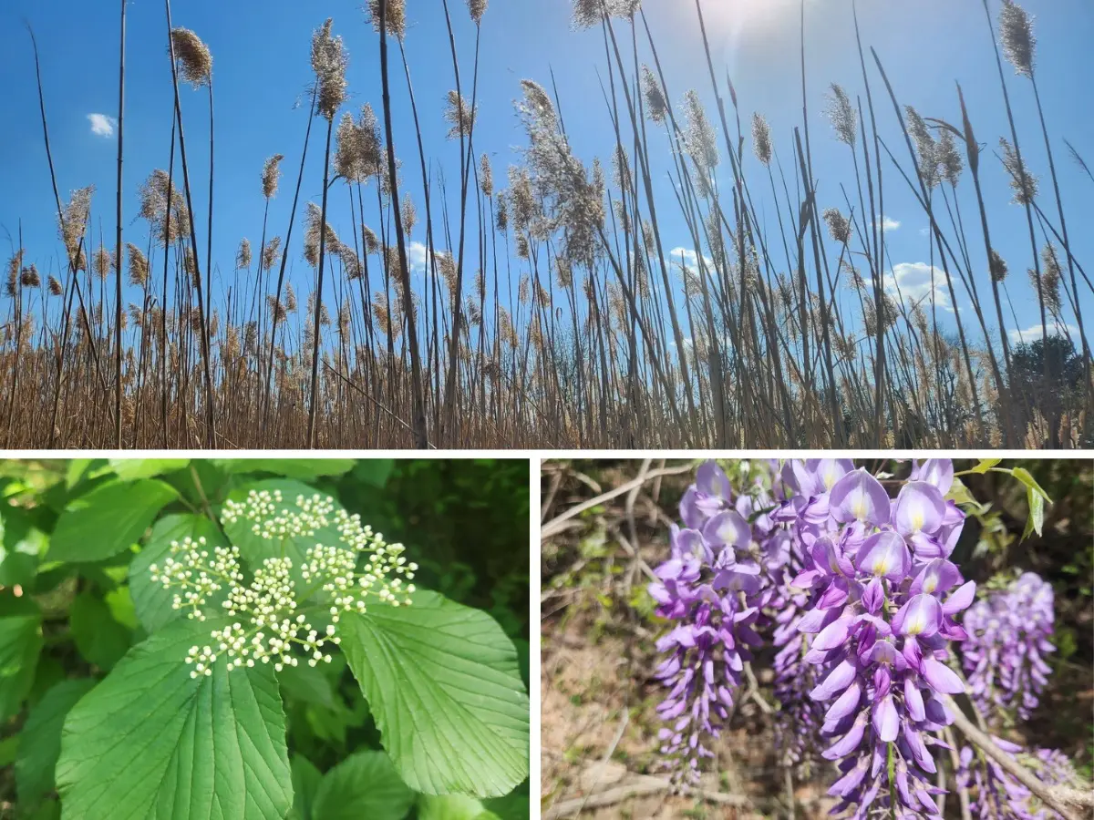Phragmities aka common reed (top), linden viburnum (bottom left) and Asian species of wisteria (bottom right) are all examples of invasive species that you might realize are invasive.