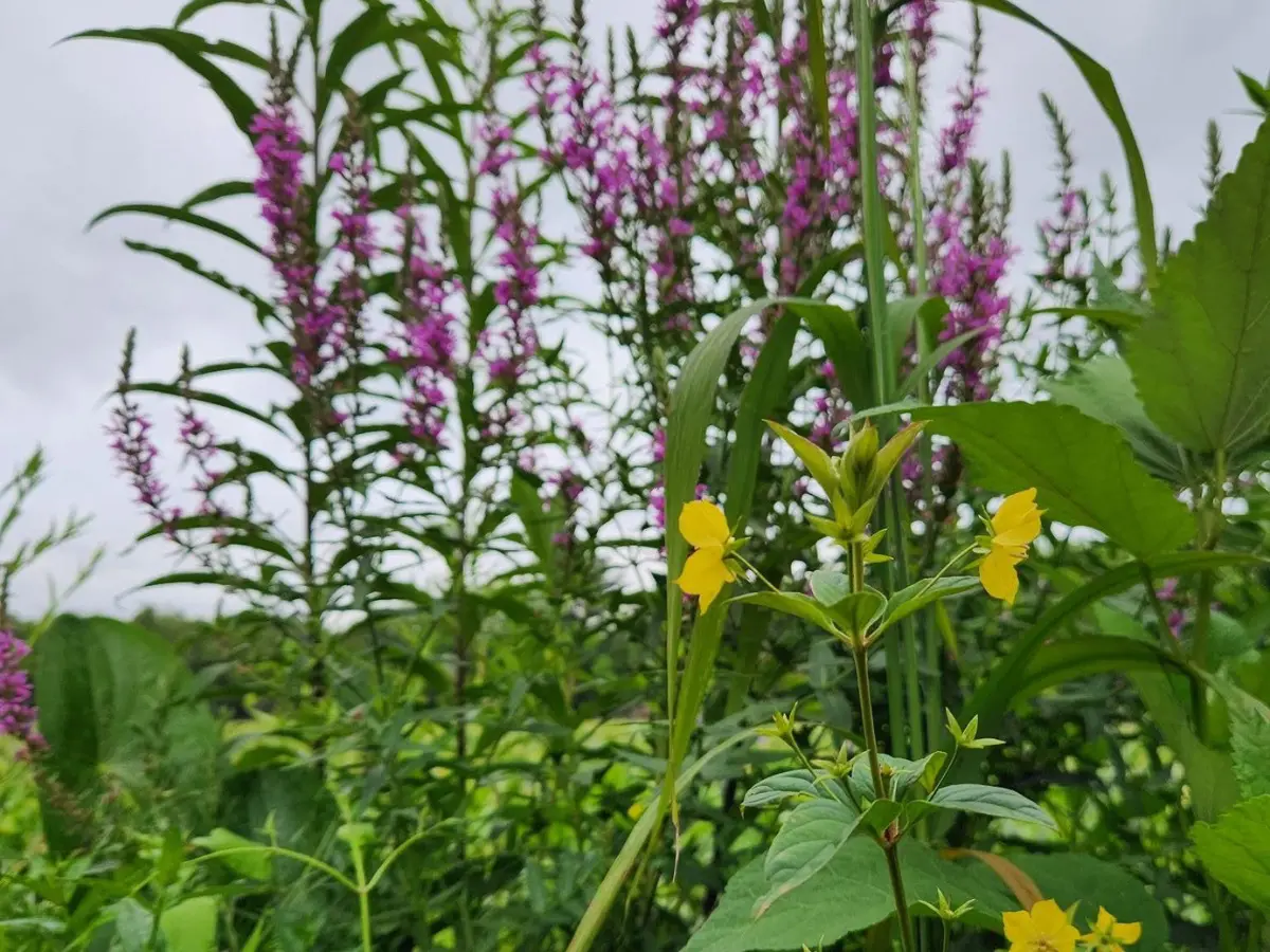 The native fringed loosestrife with its yellow flowers blooms next to the invasive purple loosestrife on the edges of Bristol Marsh.