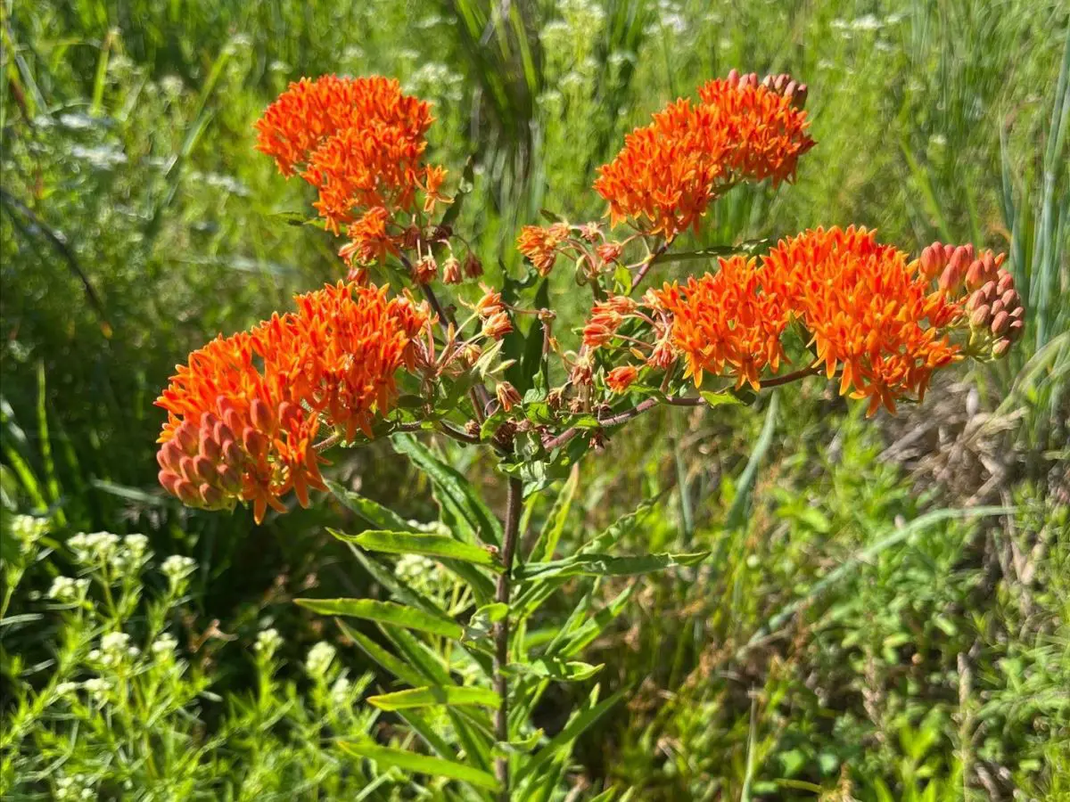 butterfly milkweed