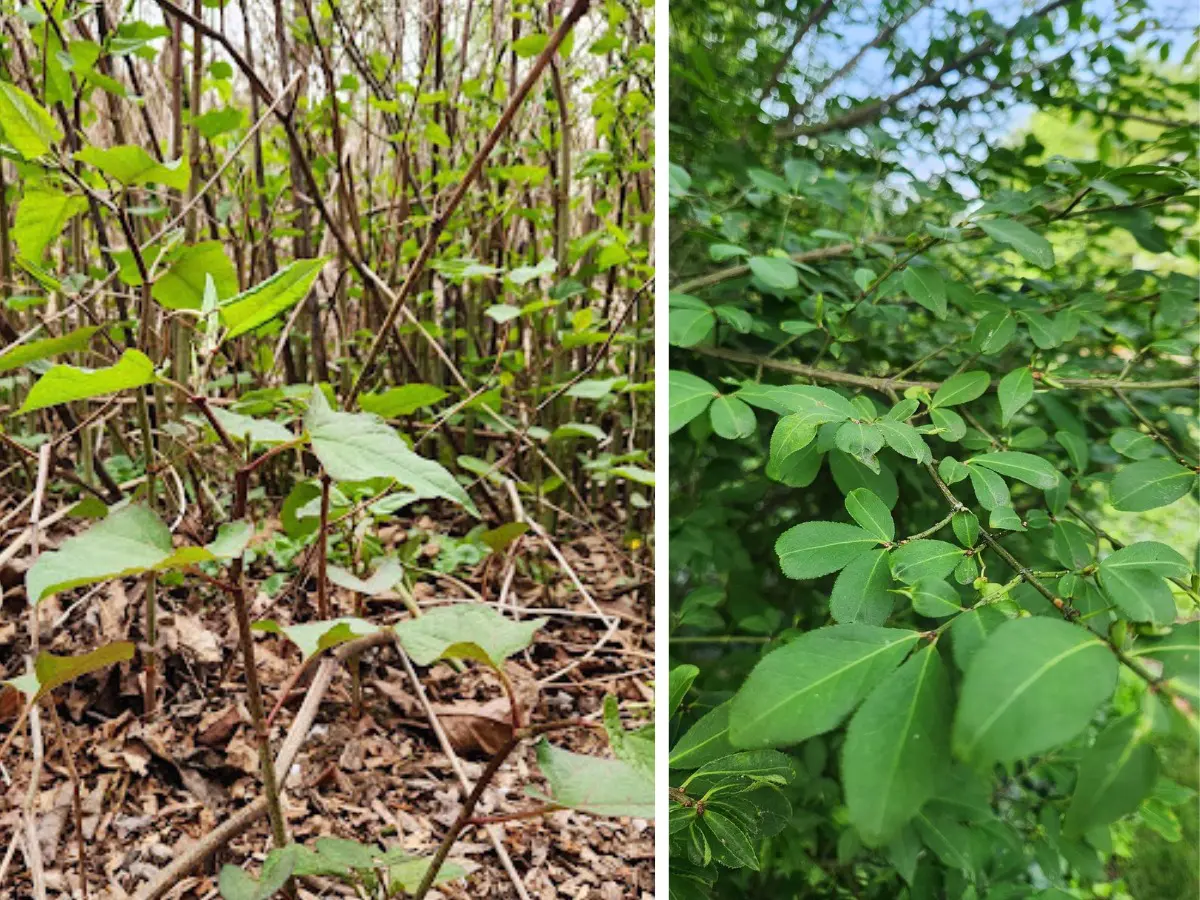 knotweed