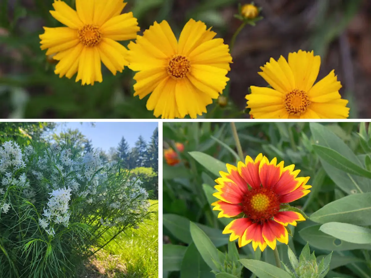 lanceleaf coreopsis