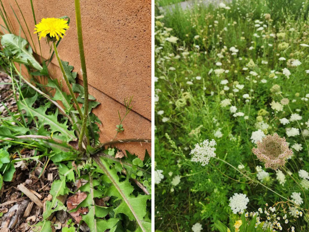 invasive plants