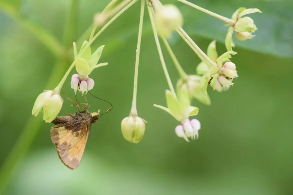 Hobomok skipper visiting a poke milkweed