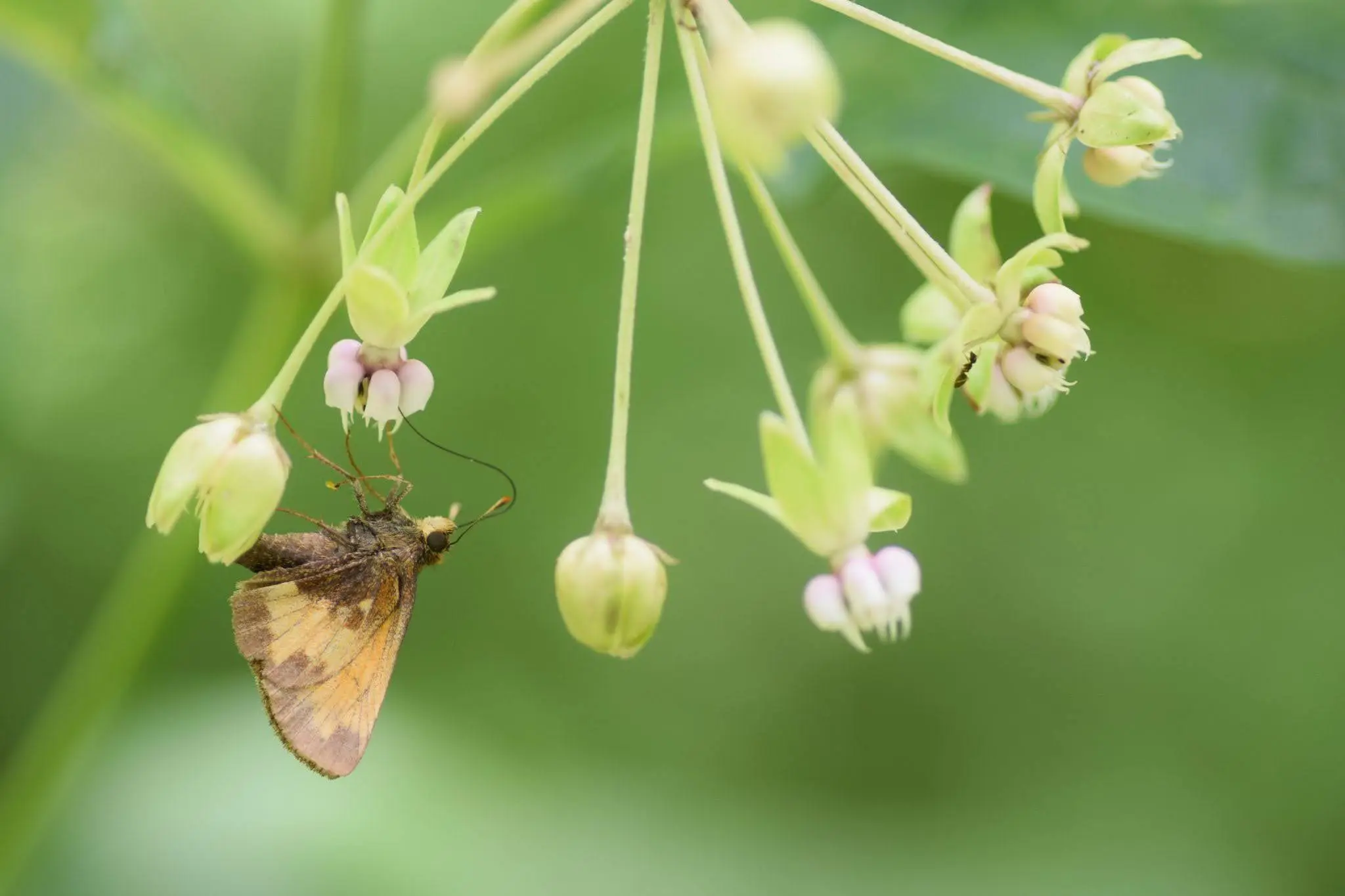 Hobomok skipper visiting a poke milkweed