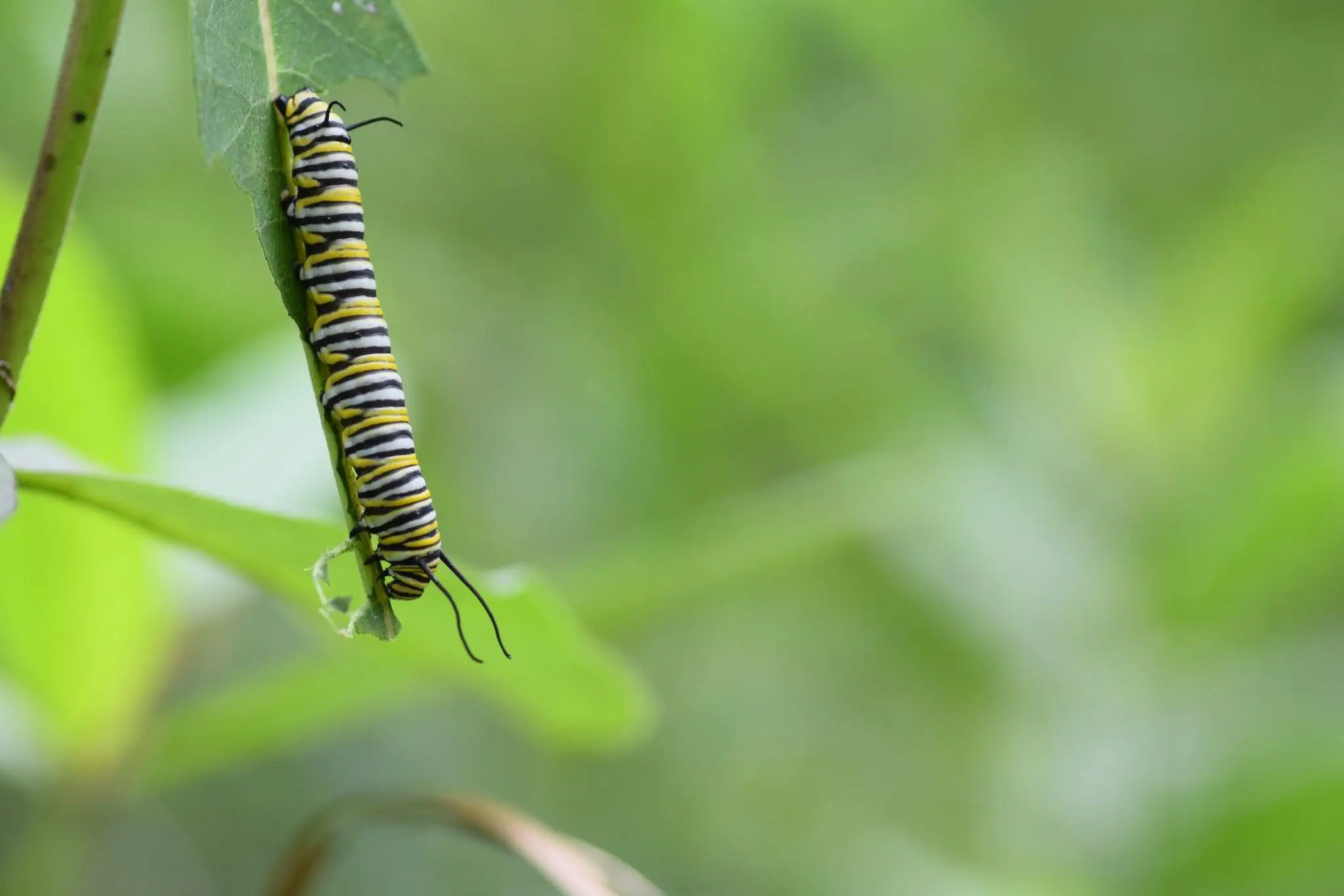 Monarch caterpillar, feeding on a milkweed leaf.