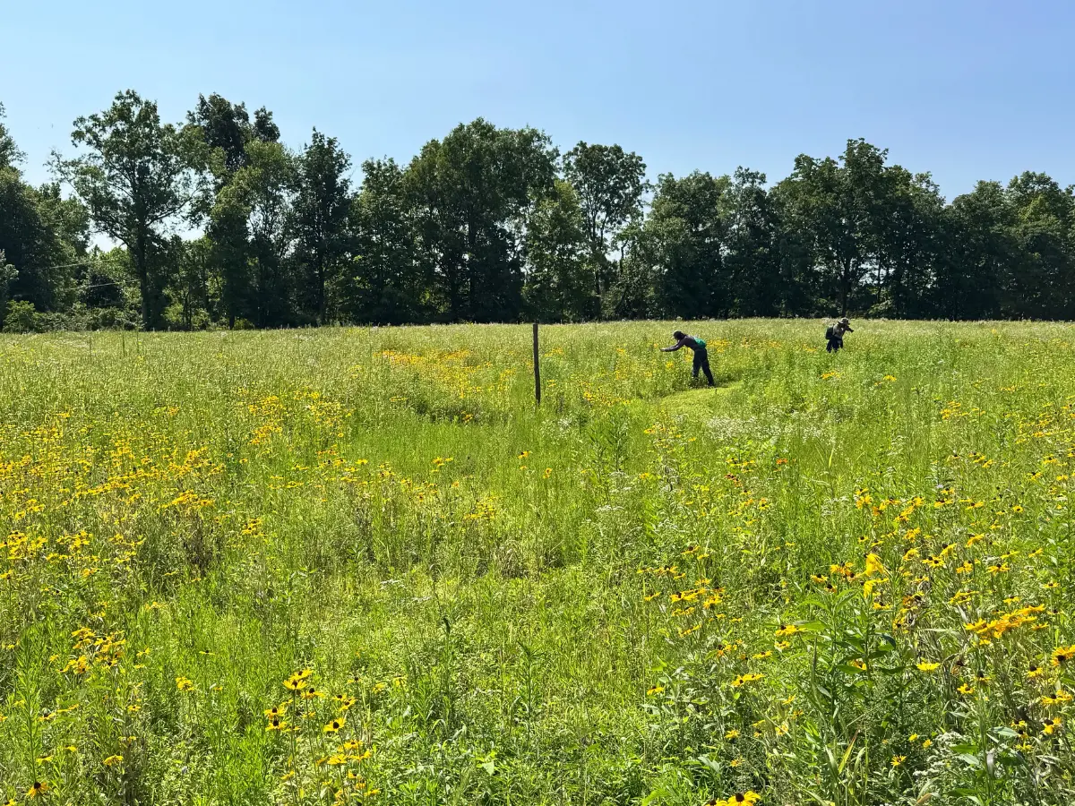 bee blitz meadow