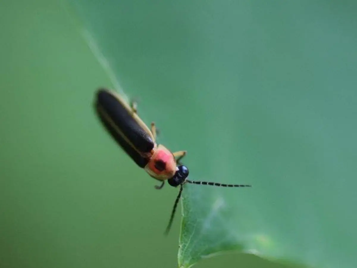 firefly