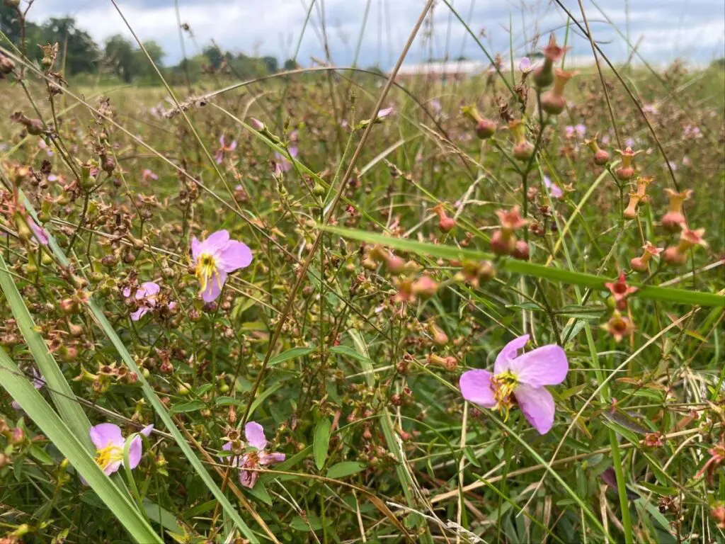meadow beauties