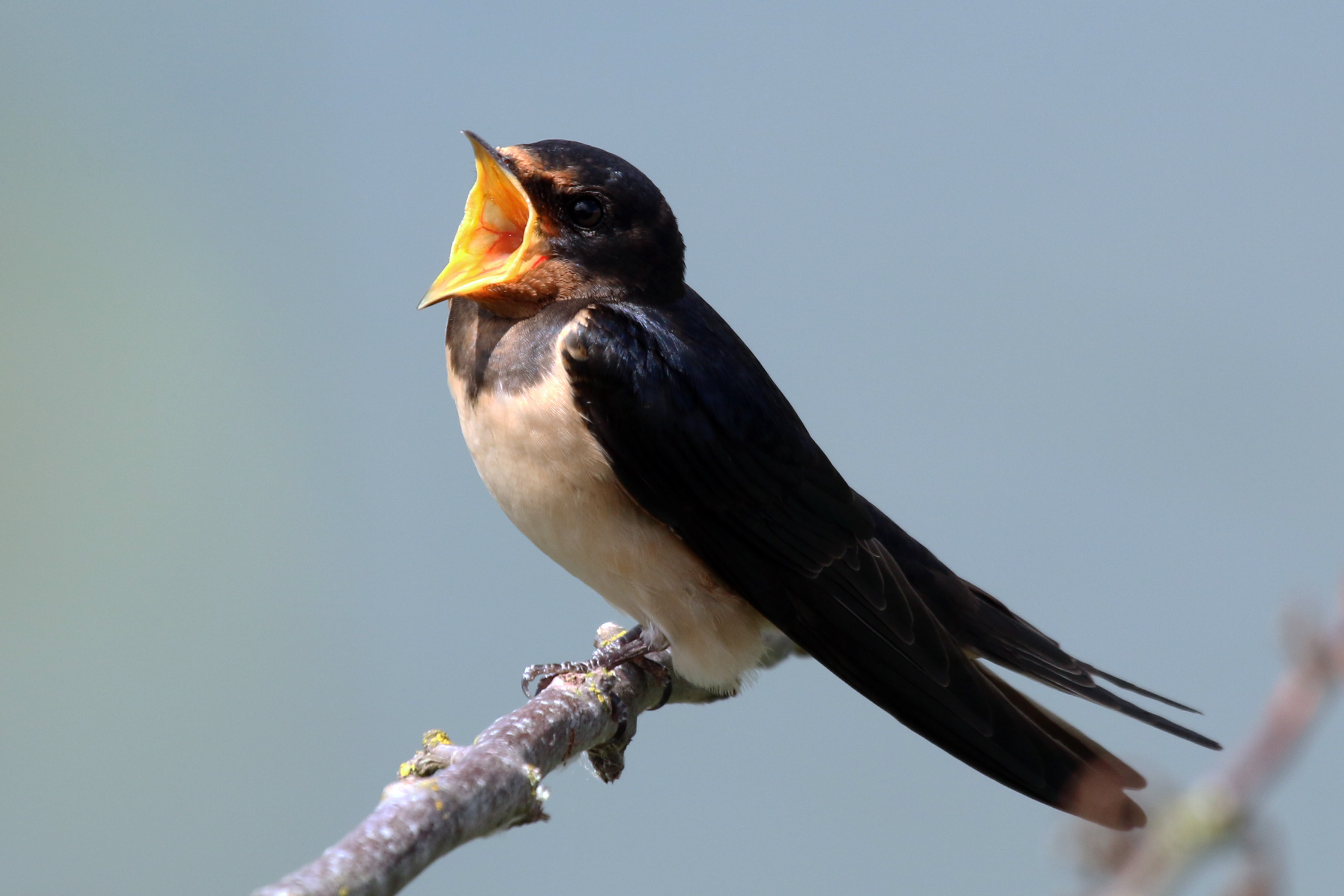 postponed-bats-swifts-and-swallows-panel-discussionheritage-conservancy