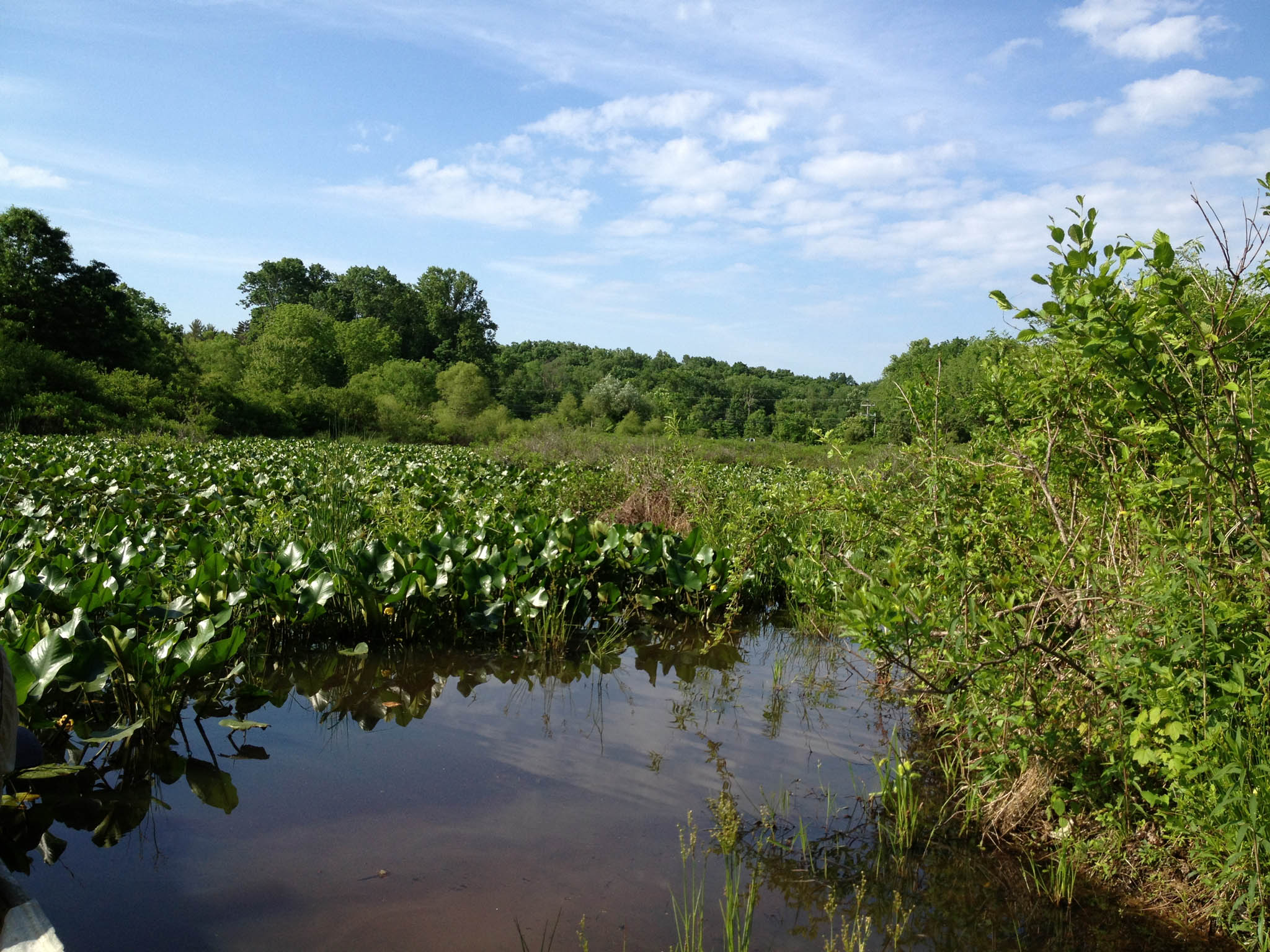 Quakertown Swamp Preserve Heritage Conservancy