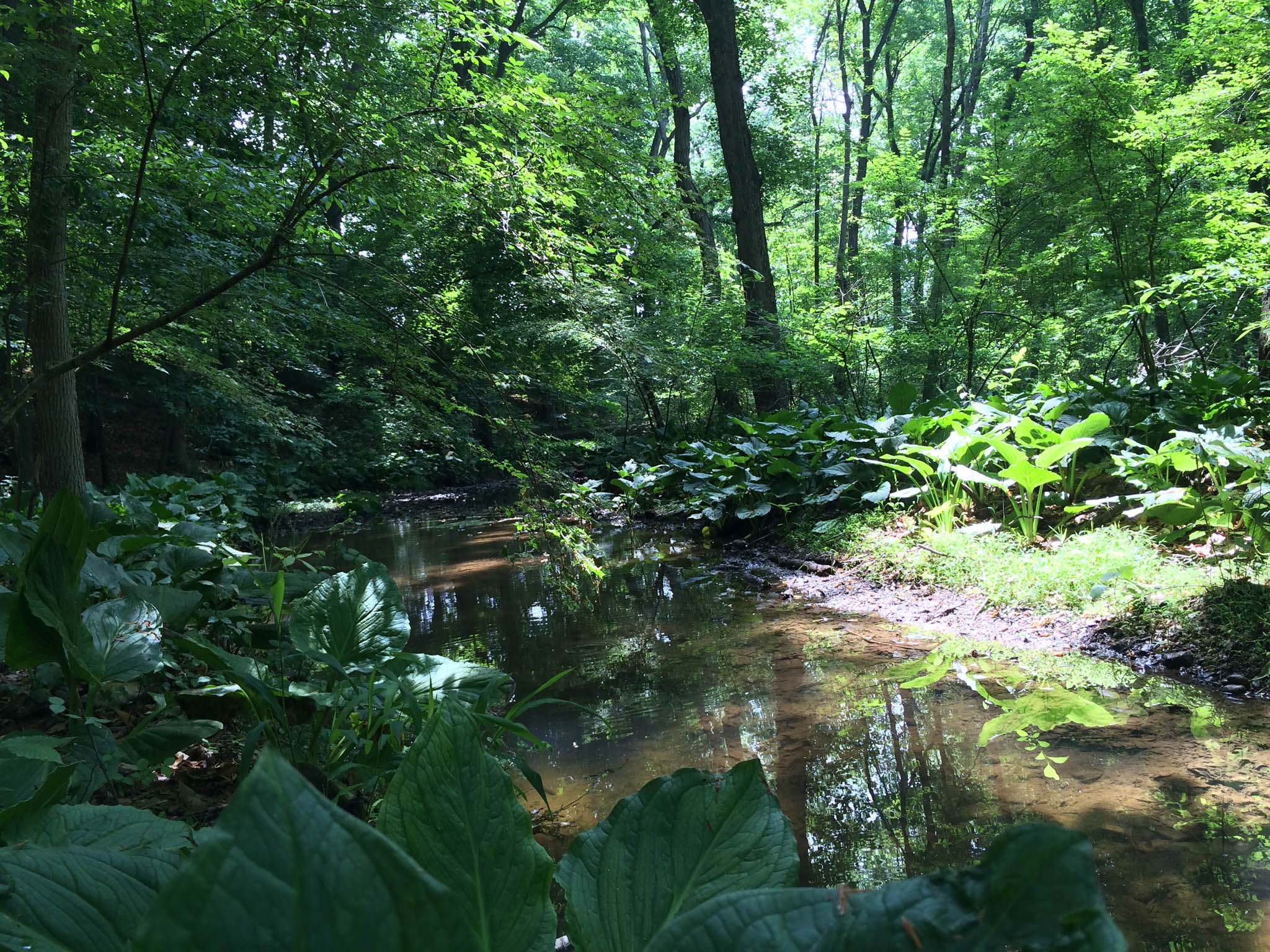 Old Growth Forests Bring New Life Heritage Conservancy Old Growth Forests Bring New Life Heritage Conservancy