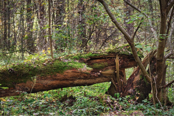 fallen-tree-free-stock-photo-public-domain-pictures