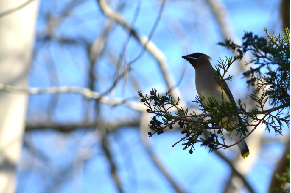 cedar waxwing