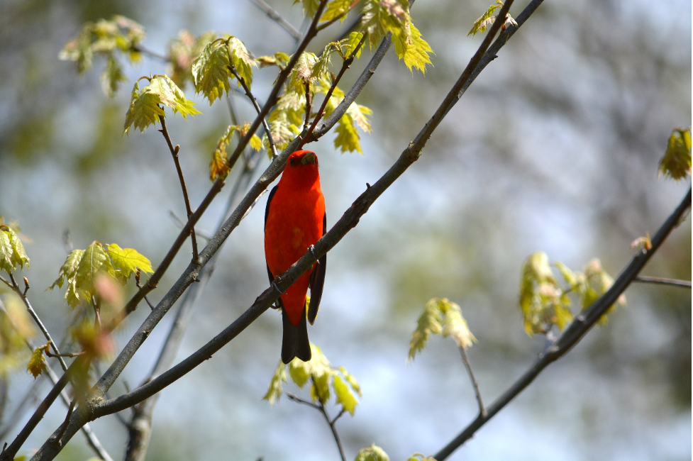 scarlet tanager