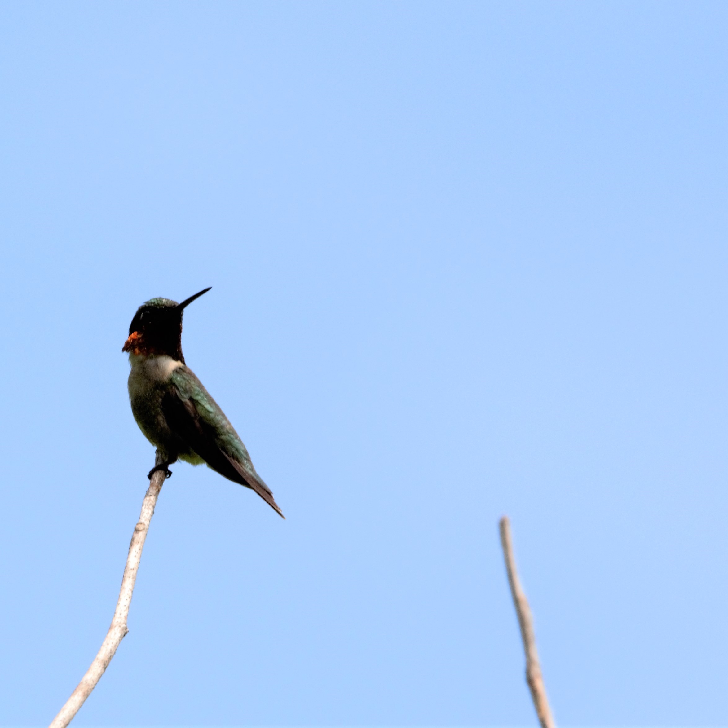 26+ Native Plants For Hummingbirds