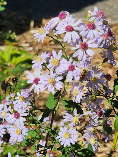 Bumble Bees as Pollinators  College of Agriculture, Forestry and