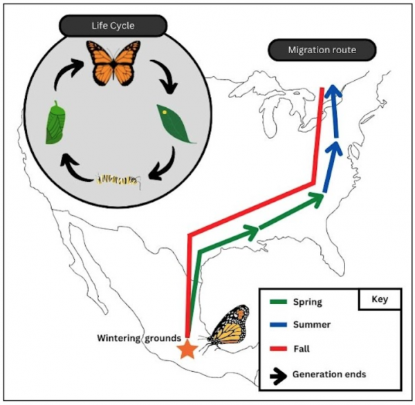 monarch butterfly migration map 2022