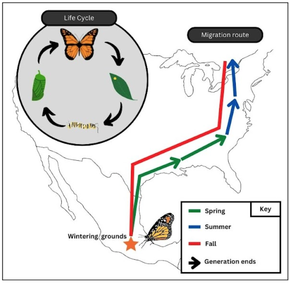 Endangered Monarchs and Our Role in Helping Them - Heritage Conservancy