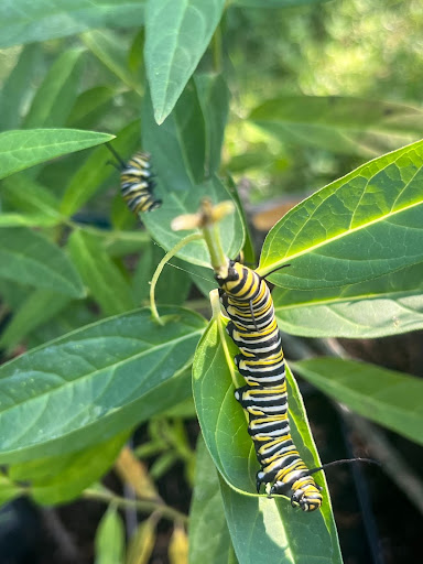 Monarch butterfly  Life Cycle, Caterpillar, Migration, Endangered