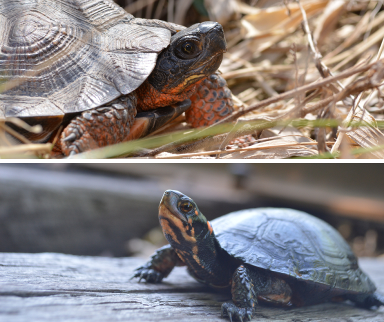 Two Turtles for World Wetlands Day - Heritage Conservancy