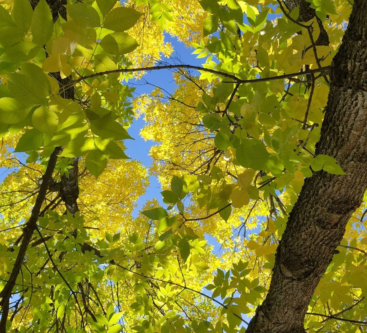 ash tree leaves