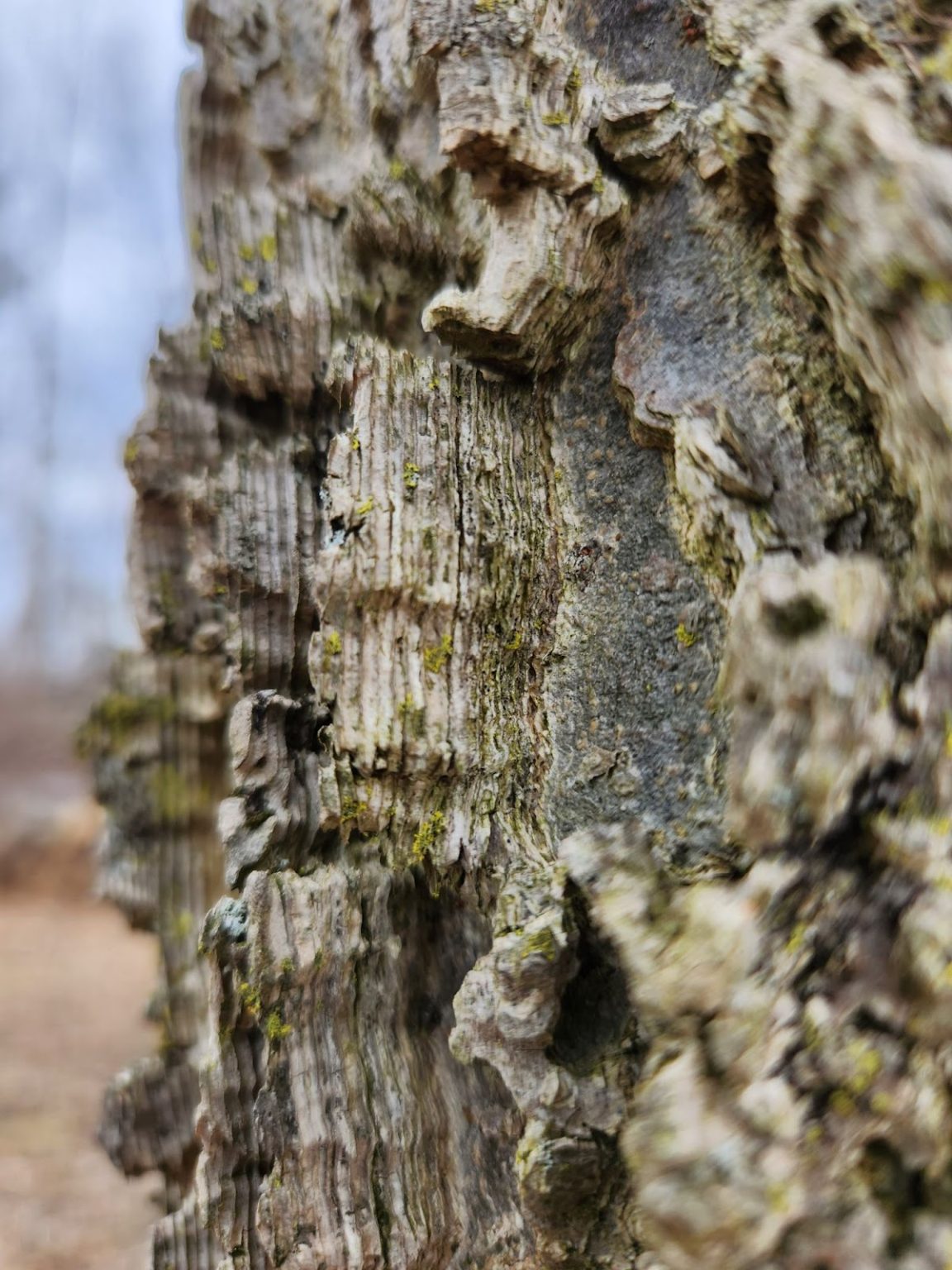 Regrowth and Reforestation Replacing Ash Trees Heritage Conservancy