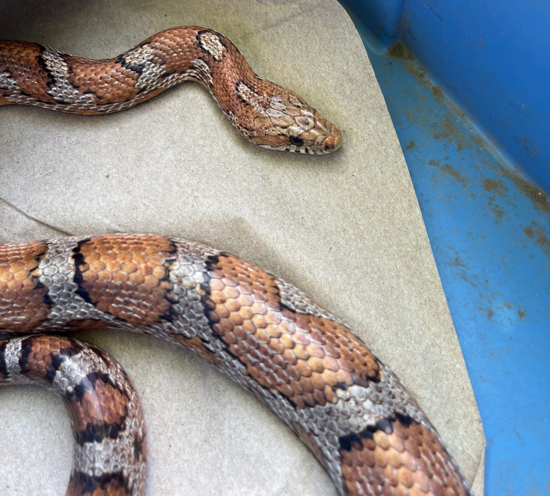 BioBlitz Celebration Held at Croydon Woods Nature Preserve Heritage