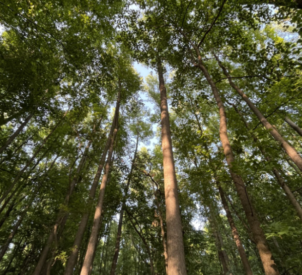 BioBlitz Celebration Held at Croydon Woods Nature Preserve Heritage