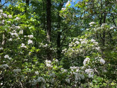 The Mountain Laurel - PA’s State Flower - Heritage Conservancy