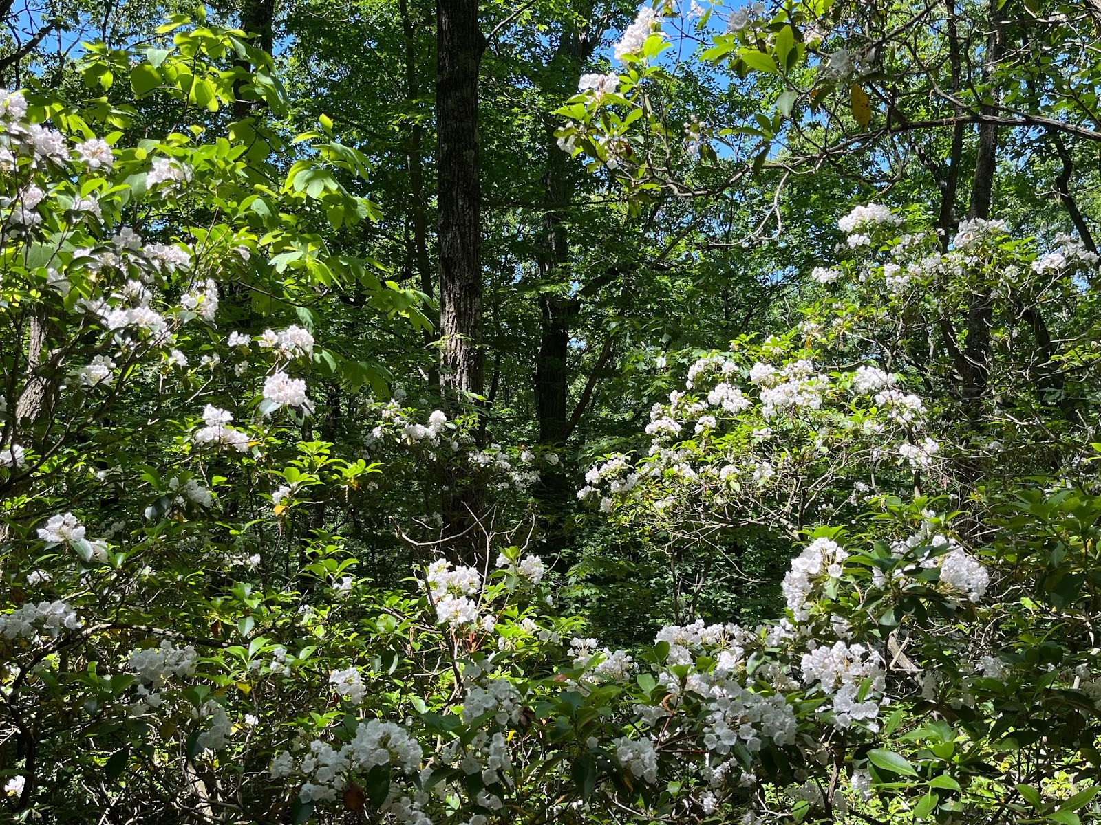 The Mountain Laurel Pas State Flower Heritage Conservancy