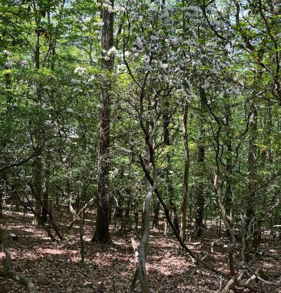 The Mountain Laurel - PA’s State Flower - Heritage Conservancy