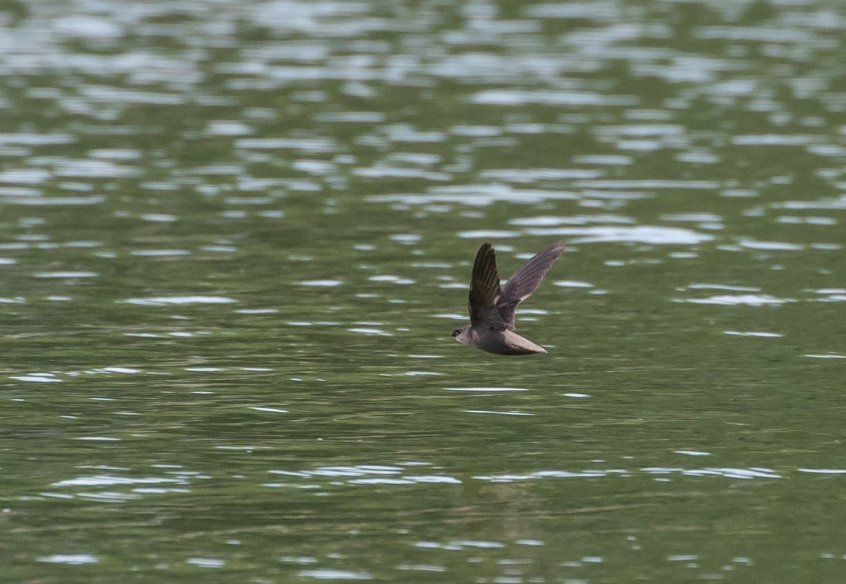 Nature Center Notes: Birds of prey in WNC