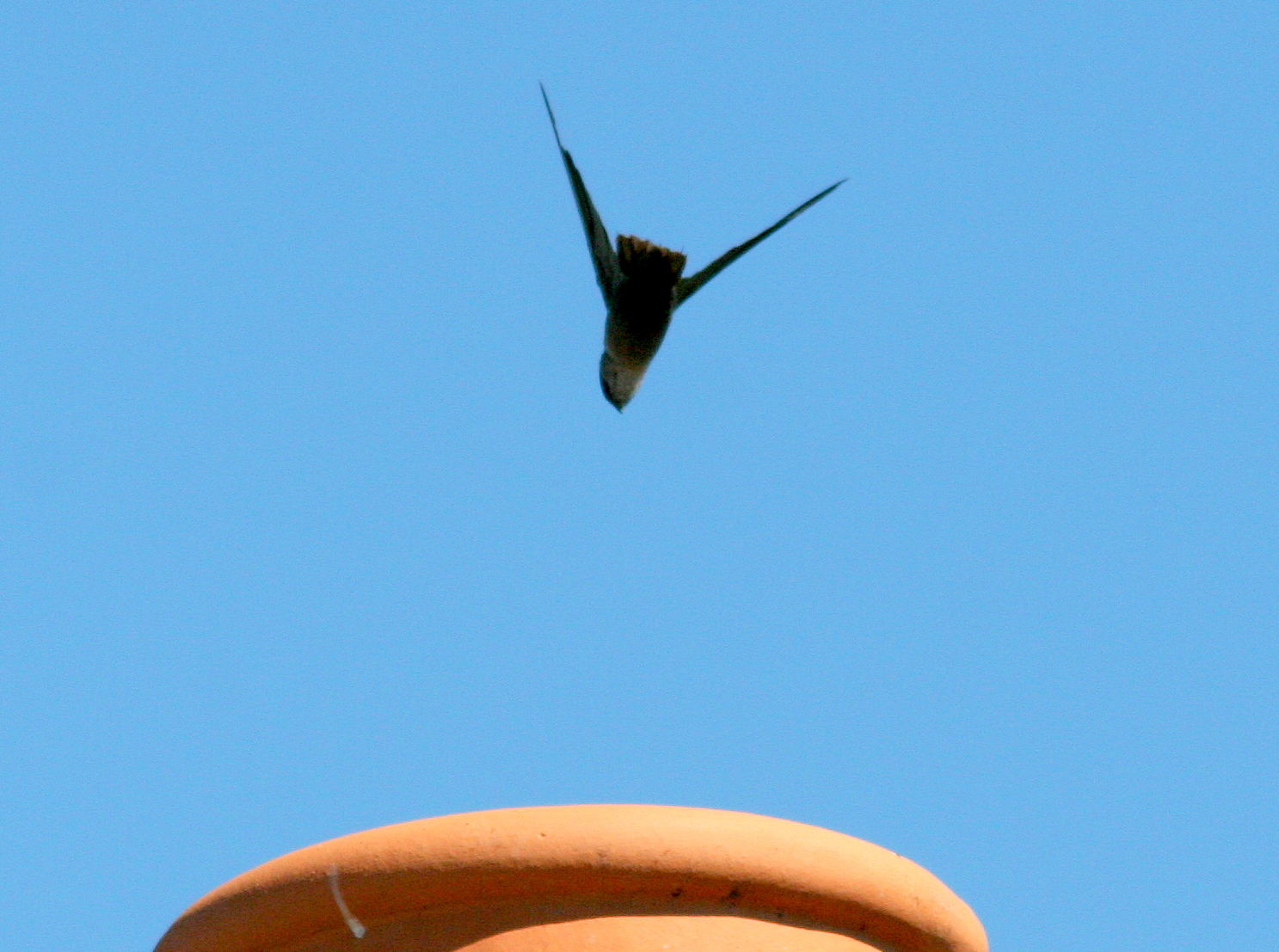 Chimney Swifts A Species in Decline Heritage Conservancy