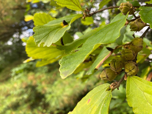 Witch Hazel Magic: Healing Powers & Captivating Blooms