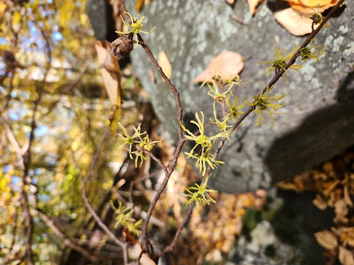 Witch Hazel Magic: Healing Powers & Captivating Blooms