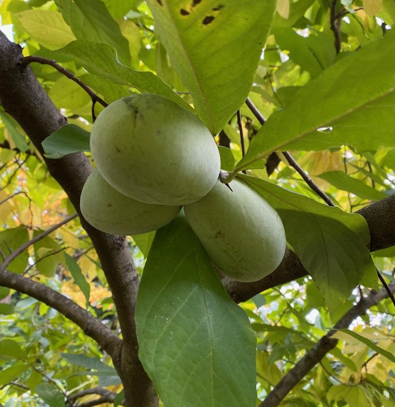 Pawpaw: A Big Fruit in Need of Bigger Love - Heritage Conservancy