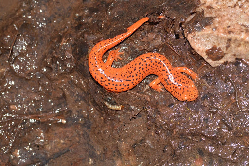 red salamander