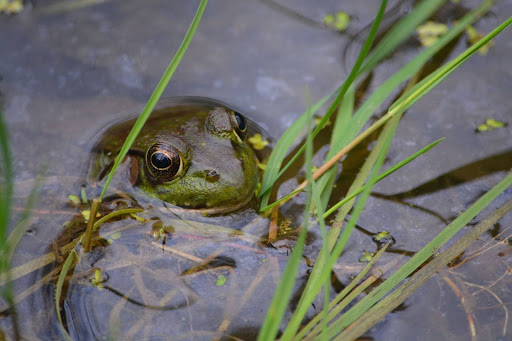 green frogs