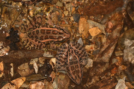 pickerel frogs