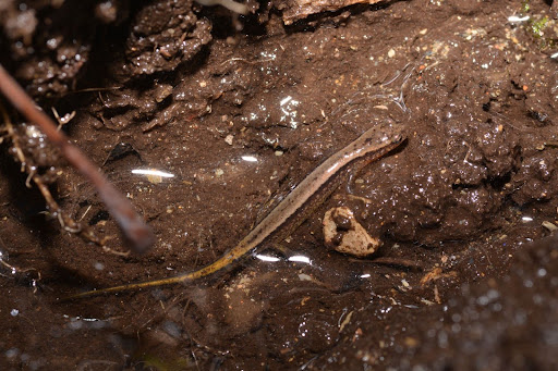 two lined salamander