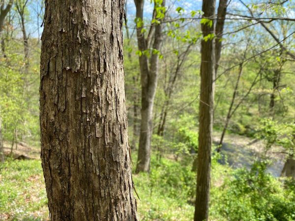 hophornbeam flaky tree bark to identify by bark alone