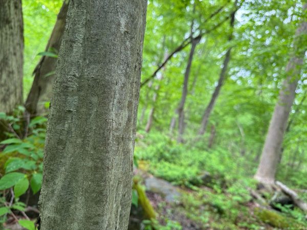 musclewood can be identified by its smooth, muscle-like wood.