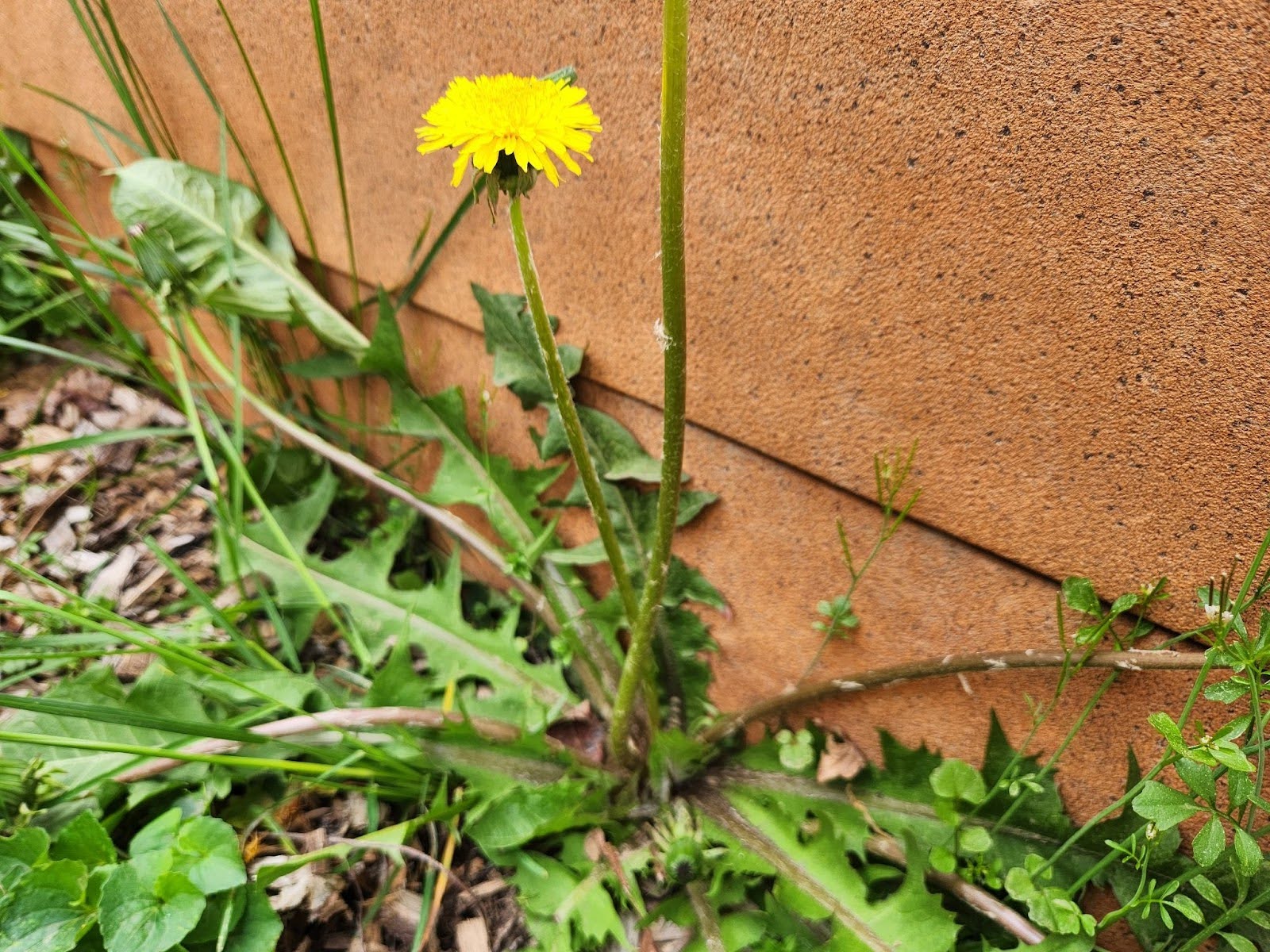 dandelion