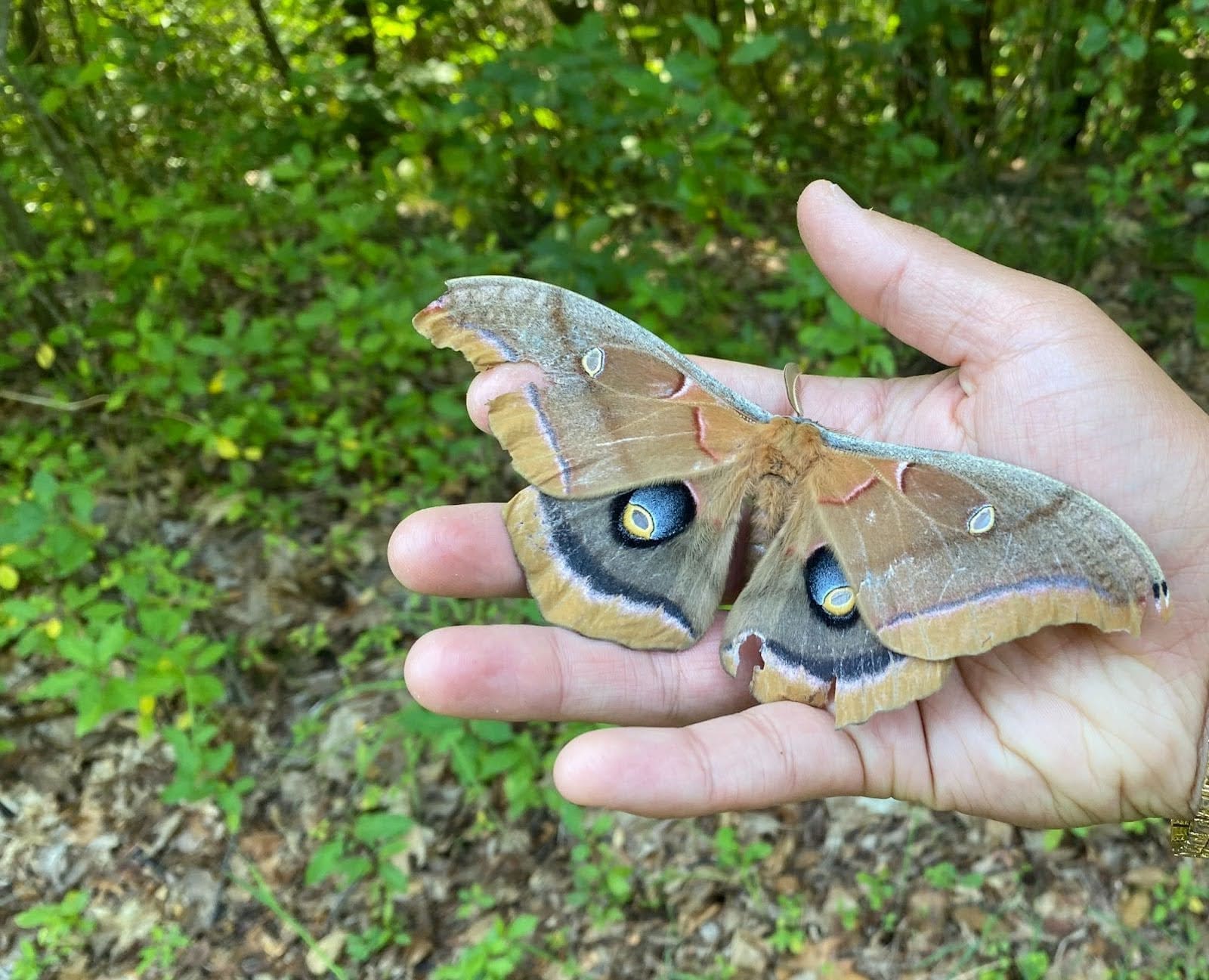 Why Moths Matter: Essential Pollinators & Wildlife Support | Heritage  Conservancy