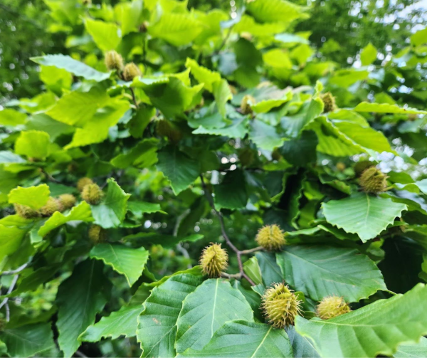 These beechnuts on this healthy beech tree are a valuable food source n our forests.
