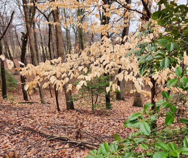 American holly (evergreen leaves) and American beech (pale brown leaves still holding on in winter, a phenomenon known as "marcescence."