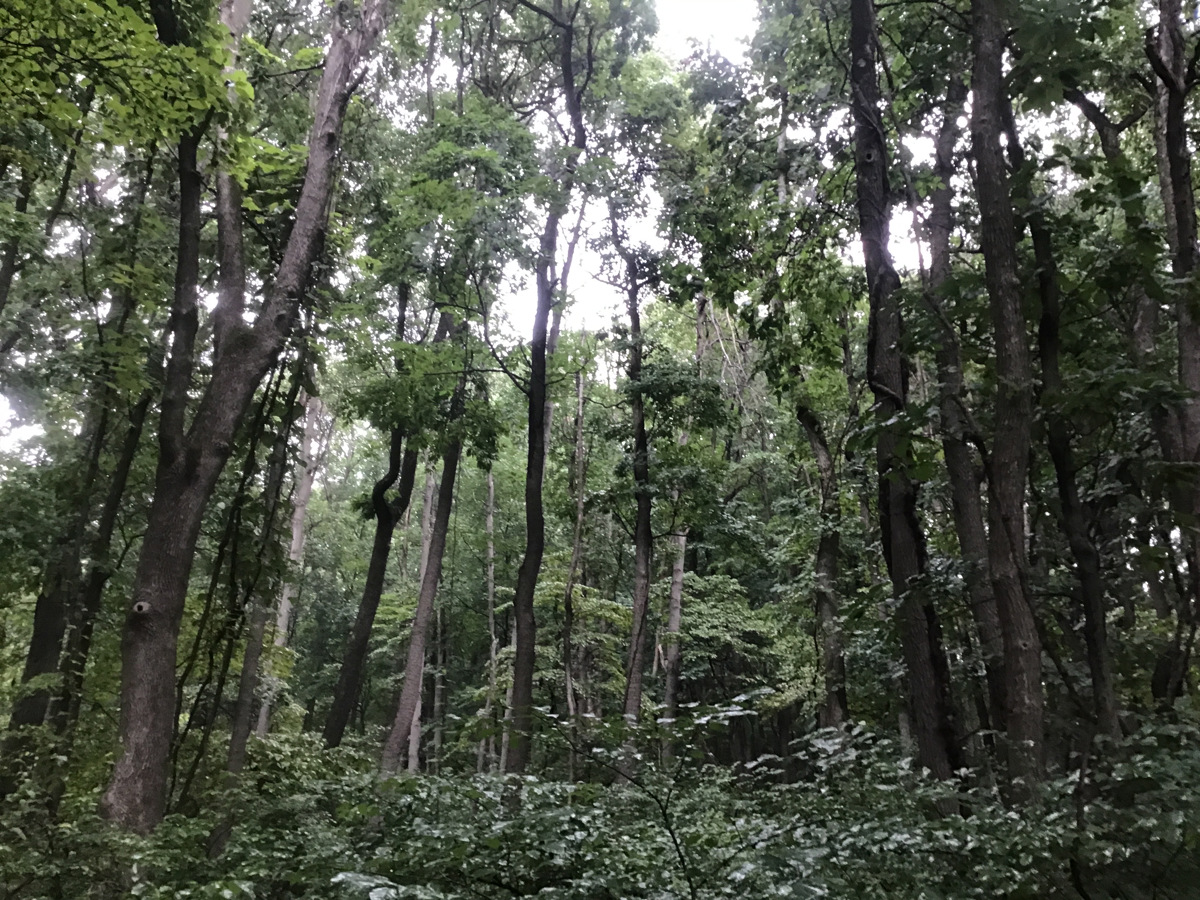 Forest with tall trees