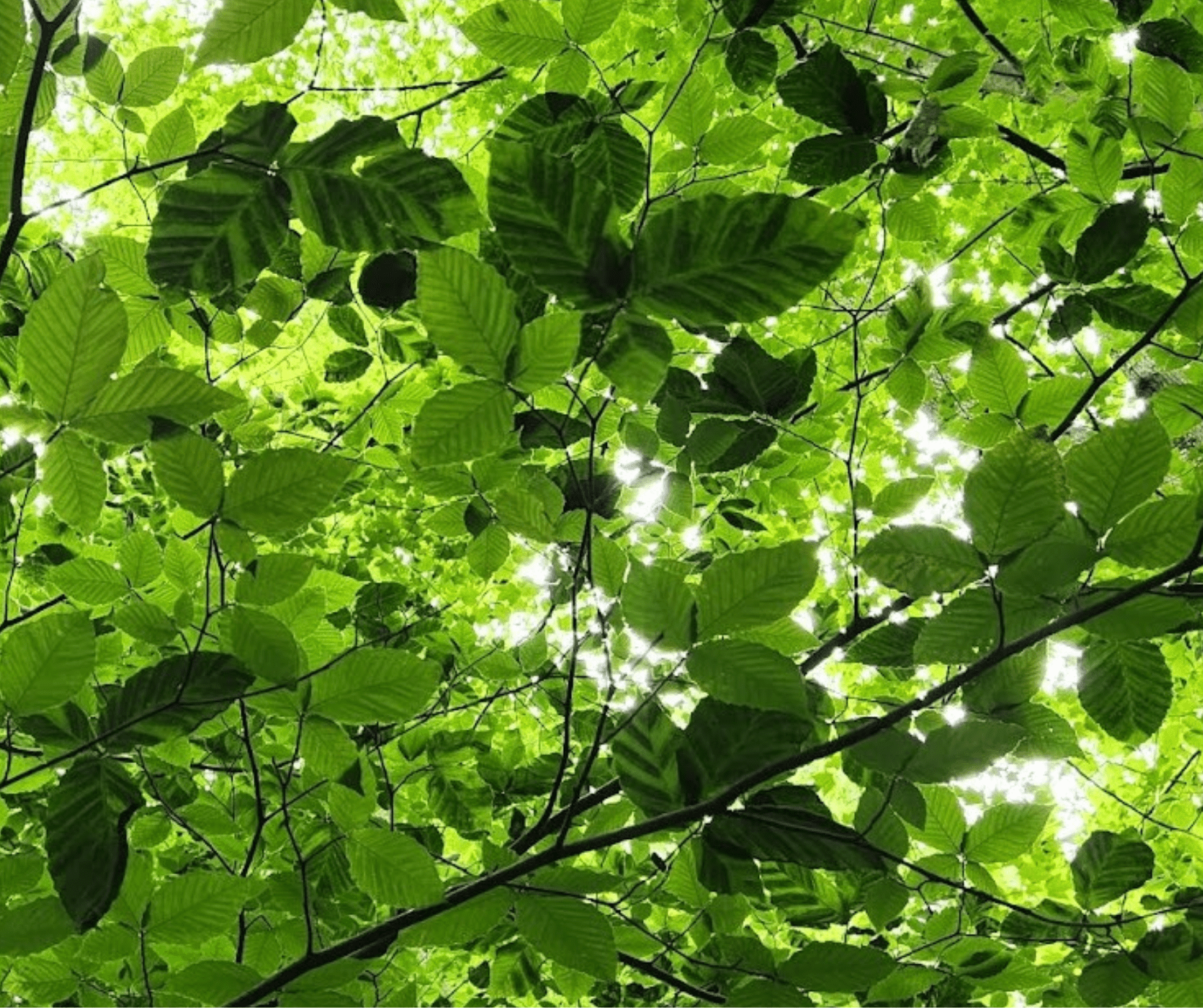 Beech Leaf Disease in Pennsylvania | Heritage Conservancy