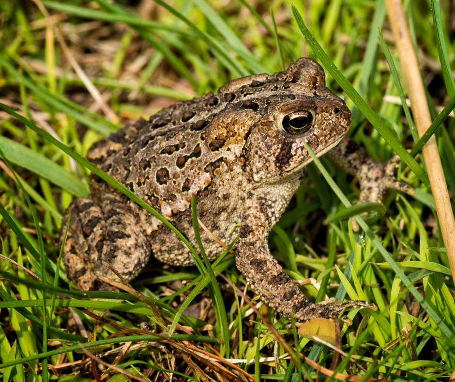 American toad